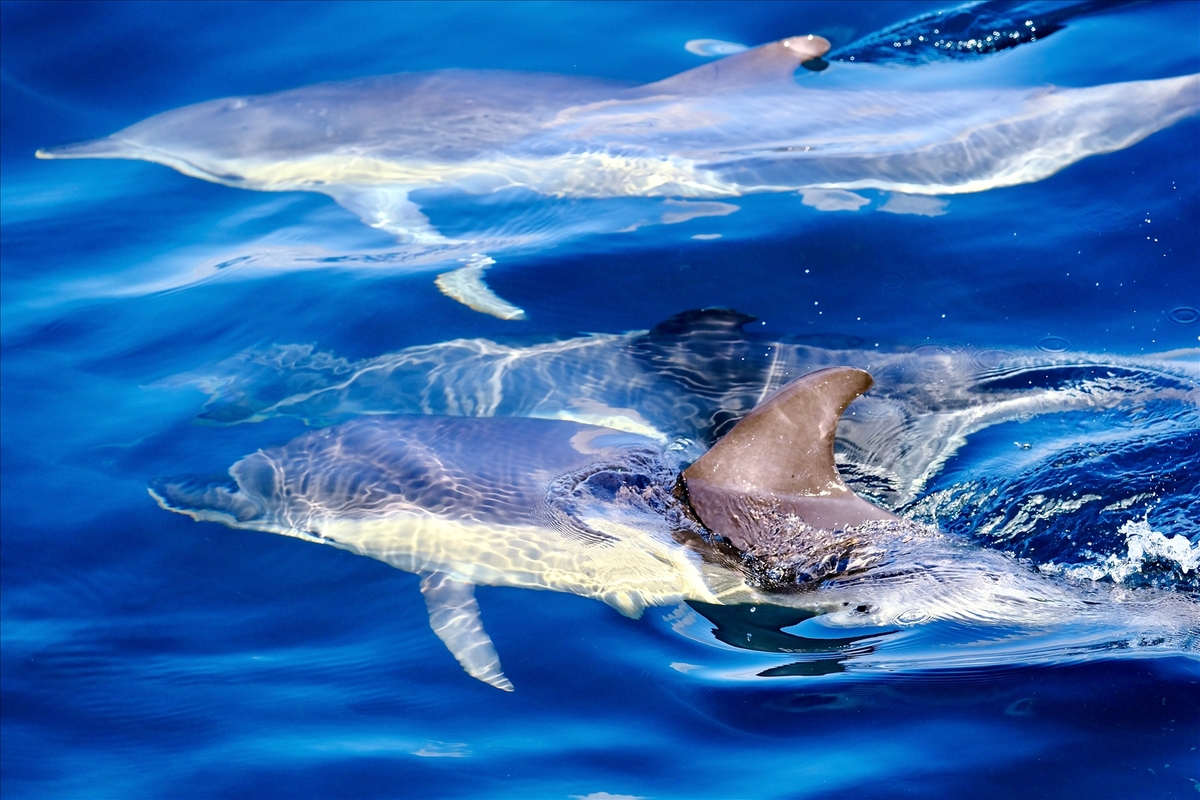 Between Water and Air - John Wilson